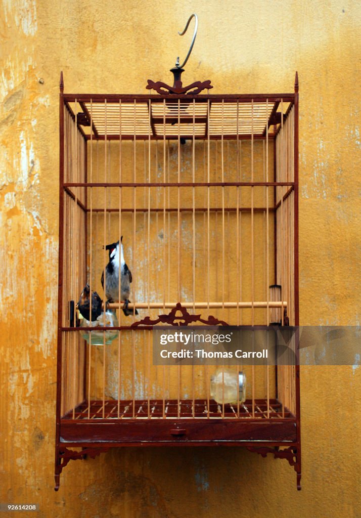 Bird in a Cage