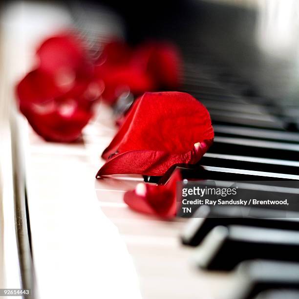 red rose petals on grand piano keyboard - piano rose stock pictures, royalty-free photos & images