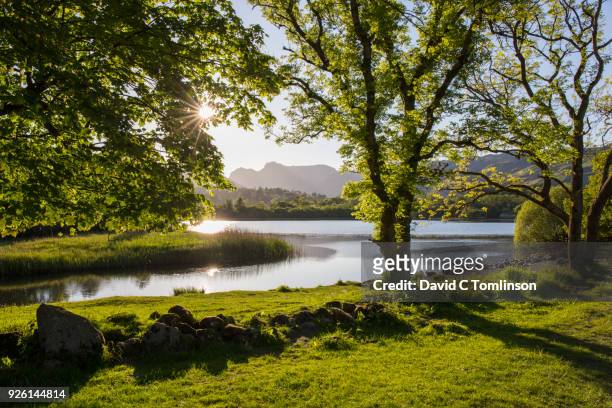 elter water and the langdale pikes, elterwater, lake district national park, cumbria, england, uk - soleggiato foto e immagini stock