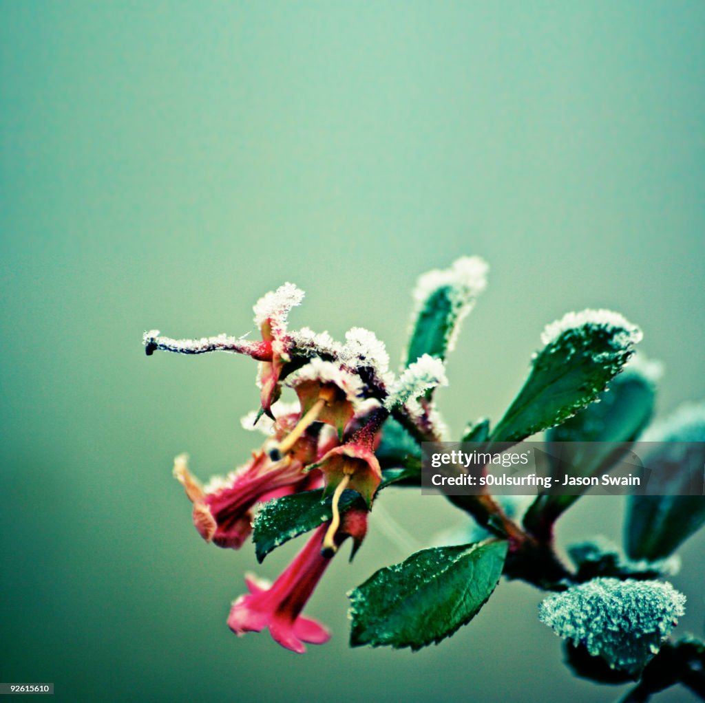 Frosty urban acid trumpet bokeh