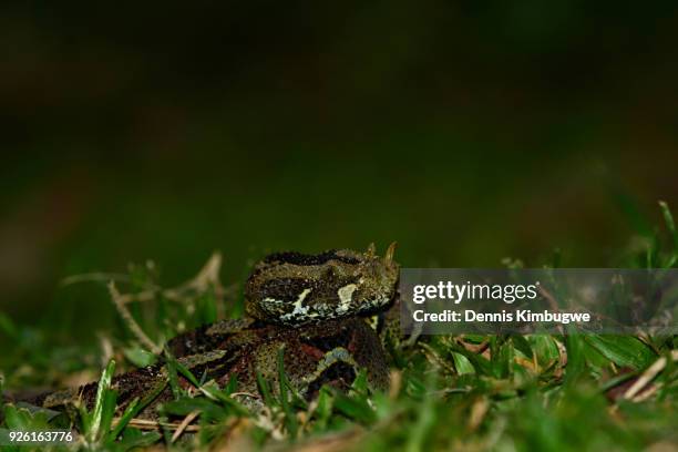 rhinoceros viper (bitis nasicornis). - rhinoceros viper stock pictures, royalty-free photos & images