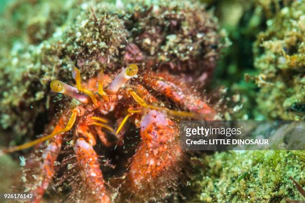 hermit crab crawling under sea. close-up - shell on sand isolated cut out stock pictures, royalty-free photos & images