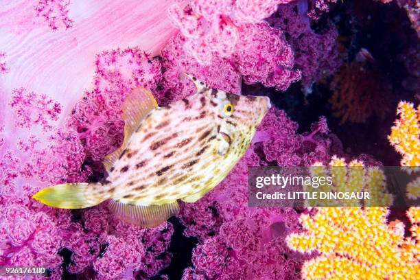 Threadsail Filefish 964 Filefish Stock Photos, High-Res Pictures, and Images - Getty Images