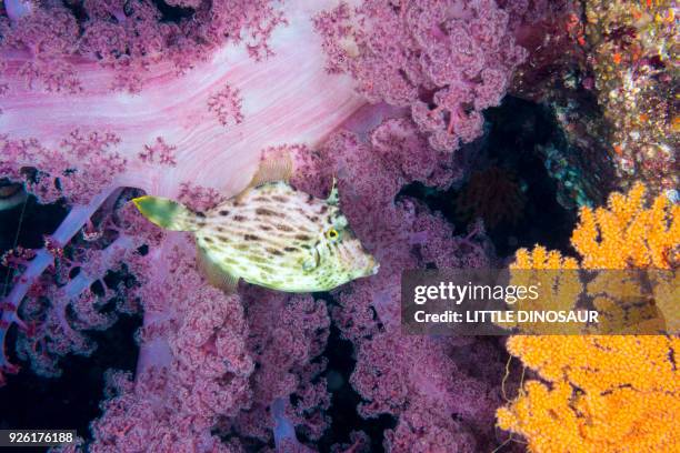 Threadsail Filefish 1,049 Filefish Stock Photos, High-Res Pictures, and Images - Getty Images