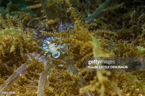 Cleaner Fish Stock 176 Fish Cleaner Shrimp Stock Photos, High-Res Pictures, and Images ...