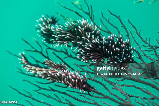 nudibranch, protaeolidiella atra  baba, 1955 - owase mie stock pictures, royalty-free photos & images
