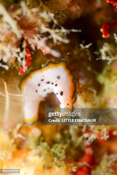 flatworm (peudoceros nipponicus ) crawling on the soft coral garden. - turbellaria stockfoto's en -beelden