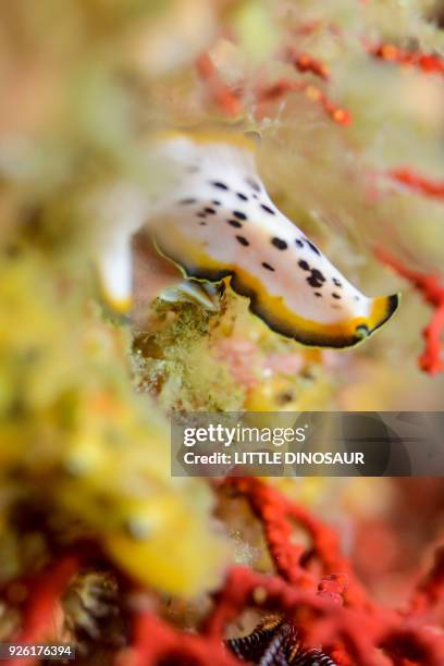 flatworm (peudoceros nipponicus ) crawling on the soft coral garden. - turbellaria stock pictures, royalty-free photos & images