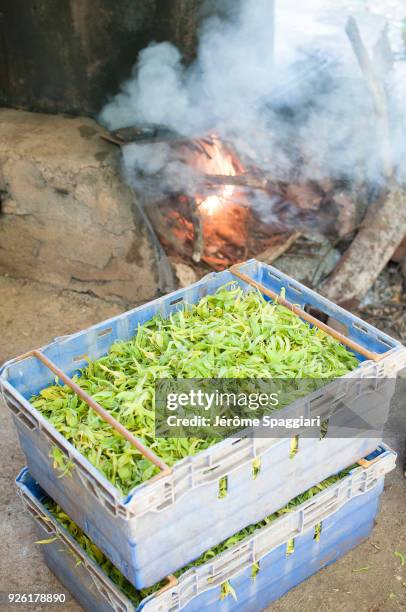 distillery of ylang-ylang in mayotte - ylang-ylang-tree stock pictures, royalty-free photos & images