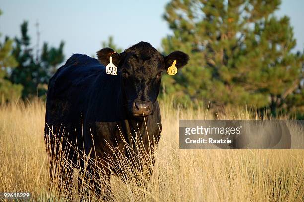 angus - angus cattle stock-fotos und bilder