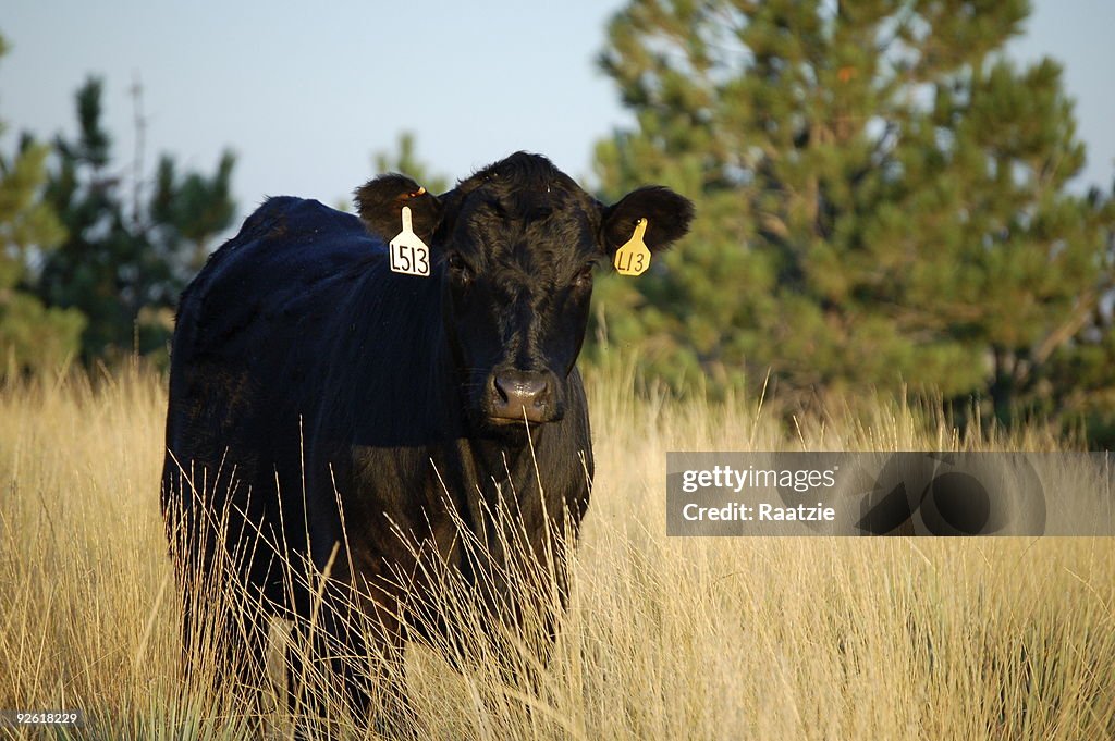 Angus Wolves Angus High-Res Stock Photo - Getty Images