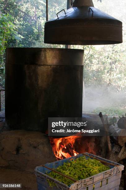 distillery of ylang-ylang in mayotte - ylang-ylang-tree stock pictures, royalty-free photos & images