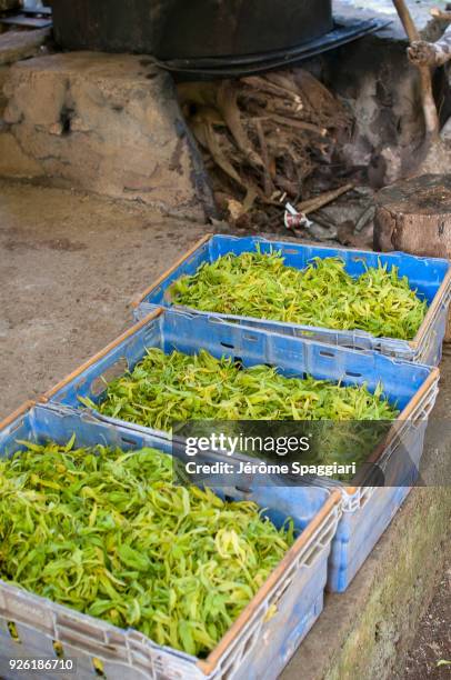 distillery of ylang-ylang in mayotte - ylang-ylang-tree stock pictures, royalty-free photos & images