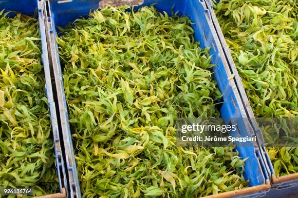 distillery of ylang-ylang in mayotte - ylang ylang water stock pictures, royalty-free photos & images