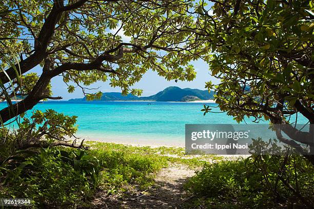 jungle path to the paradise beach with clear water - okinawa prefecture stock-fotos und bilder