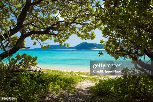 jungle path to the paradise beach with clear water - okinawa prefecture fotografías e imágenes de stock