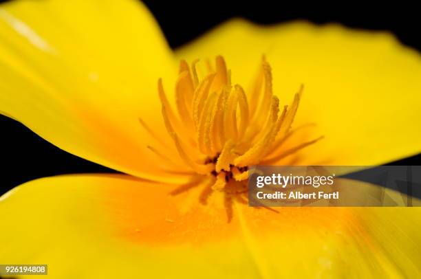 detail blume blüte - blüte stockfoto's en -beelden