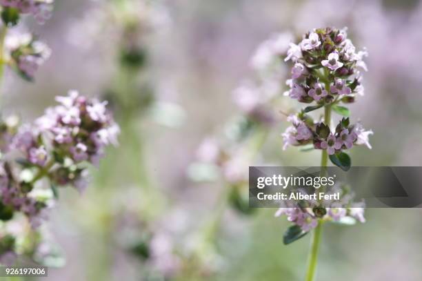 thymian - thymian stock pictures, royalty-free photos & images