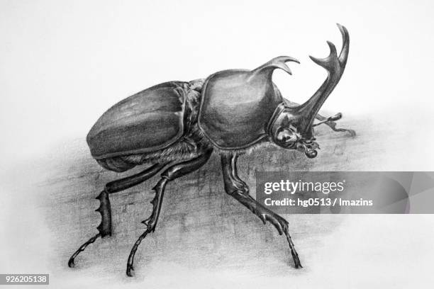 71点のヘラクレスオオカブトのストックフォト Getty Images 71点のヘラクレスオオカブトのストックフォト Getty Images