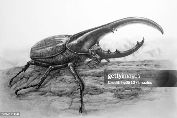 72点のヘラクレスオオカブトのストックフォト Getty Images 72点のヘラクレスオオカブトのストックフォト Getty Images
