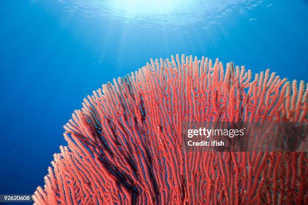 red gorgonian seafan out in the blue, bunaken island, indonesia - corals stock pictures, royalty-free photos & images