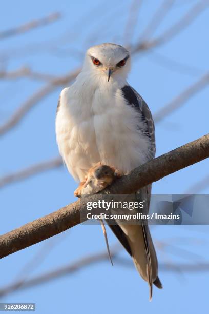 Hawk With Mouse Mouse Hawk Photos and Premium High Res Pictures - Getty Images