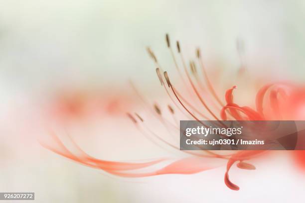 spider lily - yongin stock pictures, royalty-free photos & images