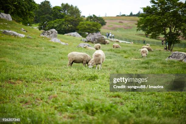 Daegwallyeong Photos and Premium High Res Pictures - Getty Images