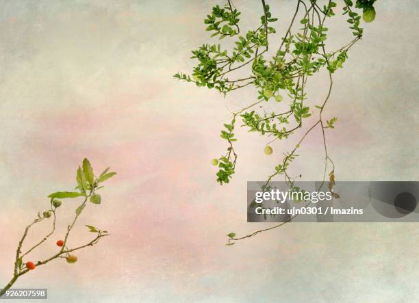 artificial flower and fruits - green studio background stock illustrations
