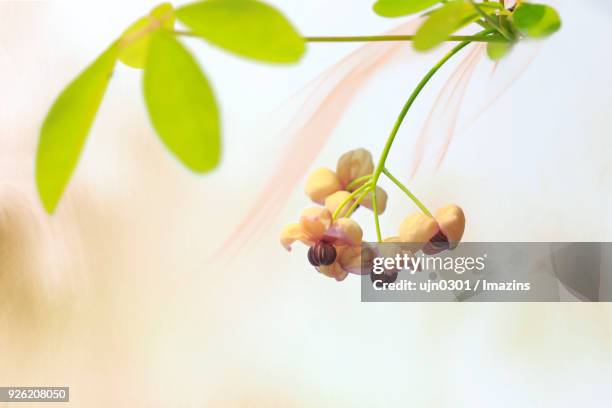clematis - yongin stock pictures, royalty-free photos & images