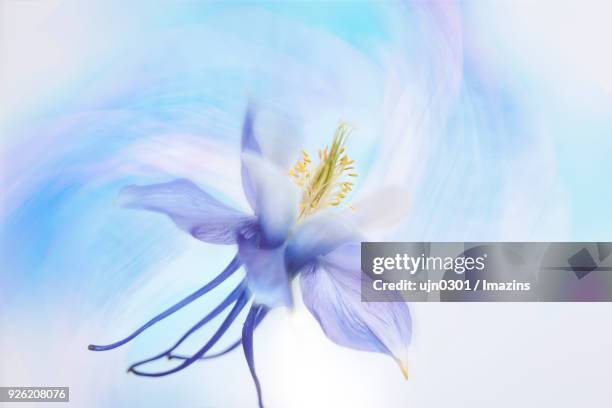 columbine - yongin stock pictures, royalty-free photos & images