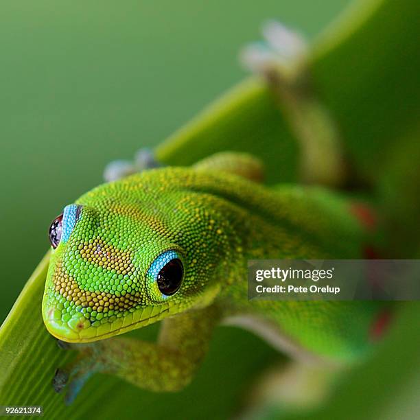 gumption - geckoödla bildbanksfoton och bilder