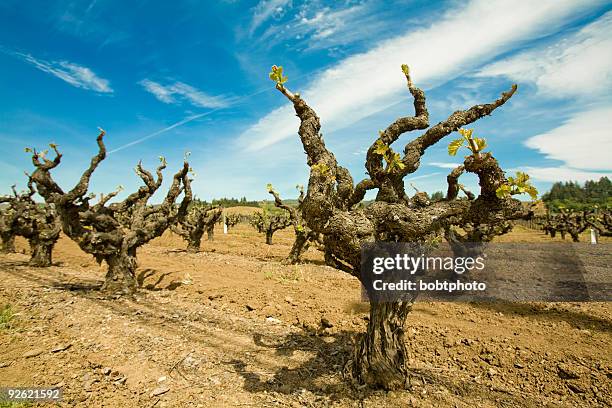 old weintraube - rankenpflanze stock-fotos und bilder