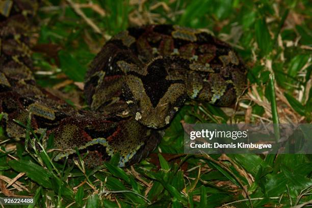 rhinoceros viper (bitis nasicornis). - rhinoceros viper stock pictures, royalty-free photos & images