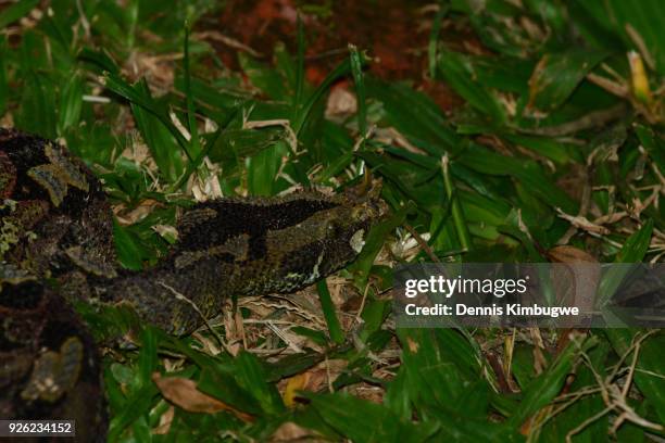 rhinoceros viper (bitis nasicornis). - rhinoceros viper stock pictures, royalty-free photos & images