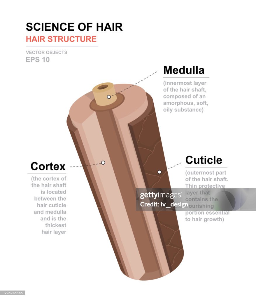 Hair Model Science Science Of Hair Anatomical Training Poster Hair Structure Detailed ...
