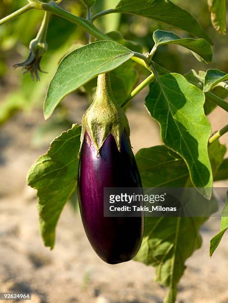 a purple eggplant still on its vine - aubergine stock pictures, royalty-free photos & images