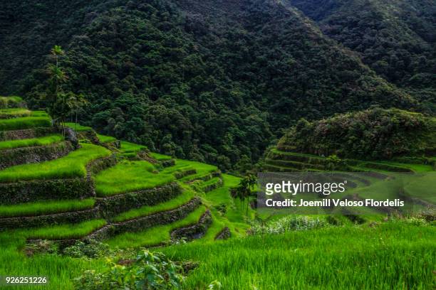 batad rice terraces (banaue, ifugao, philippines) - joemill flordelis stock pictures, royalty-free photos & images