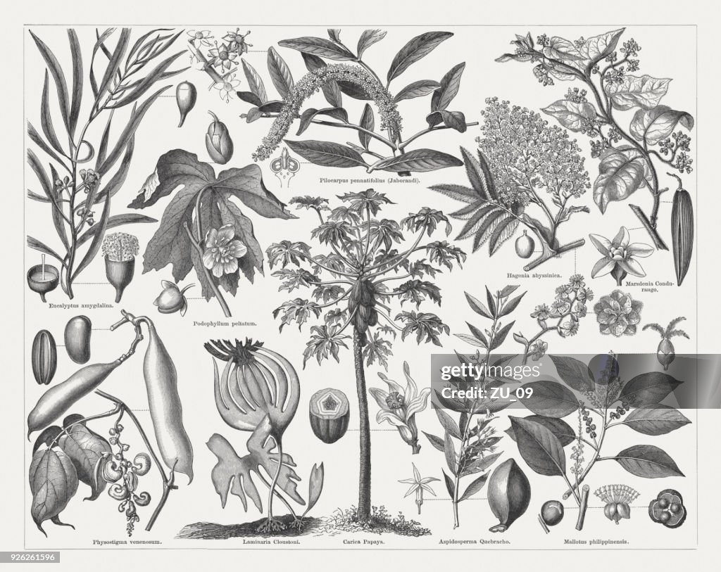 Plantes médicinales, gravures sur bois, publié en 1897