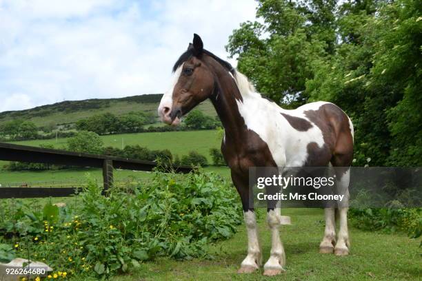 a brown and white horse relaxing in a field in rural ireland - skewbald stock pictures, royalty-free photos & images