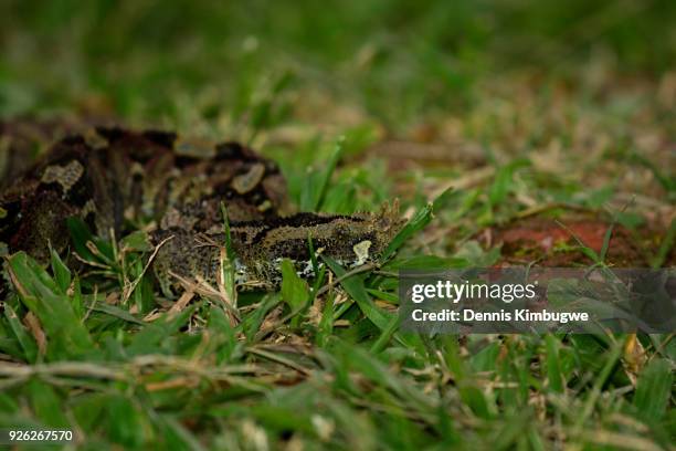 rhinoceros viper (bitis nasicornis). - rhinoceros viper stock pictures, royalty-free photos & images