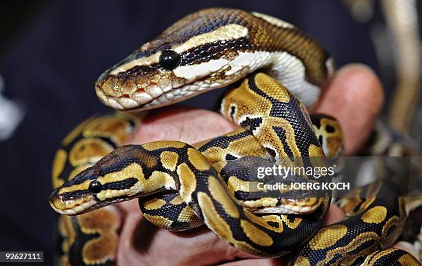 Snake Keeper Photos and Premium High Res Pictures - Getty Images