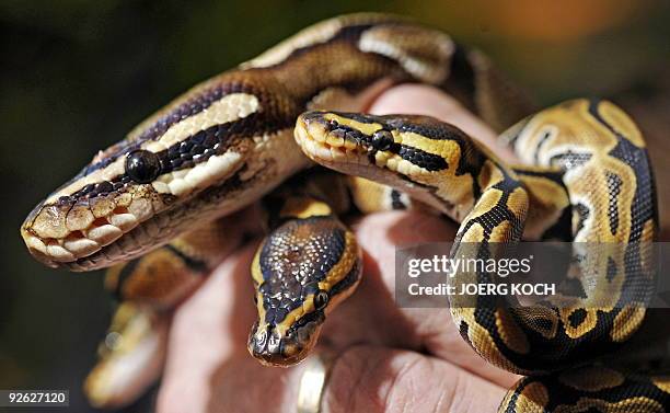 Snake Keeper Photos and Premium High Res Pictures - Getty Images