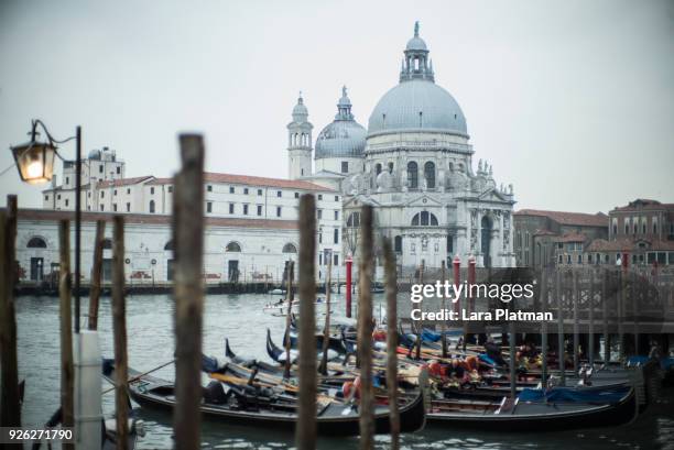 venice - lara platman 個照片及圖片檔