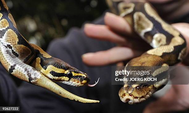Snake Keeper Photos and Premium High Res Pictures - Getty Images