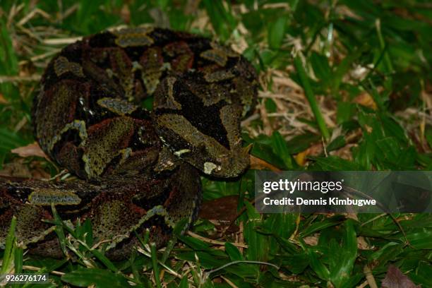 rhinoceros viper (bitis nasicornis). - rhinoceros viper stock pictures, royalty-free photos & images