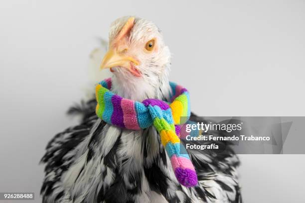 hen with colored scarf - hens party stock pictures, royalty-free photos & images