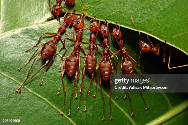 ants stretching legs and biting leaf in harmony. - insect mandible stock pictures, royalty-free photos & images