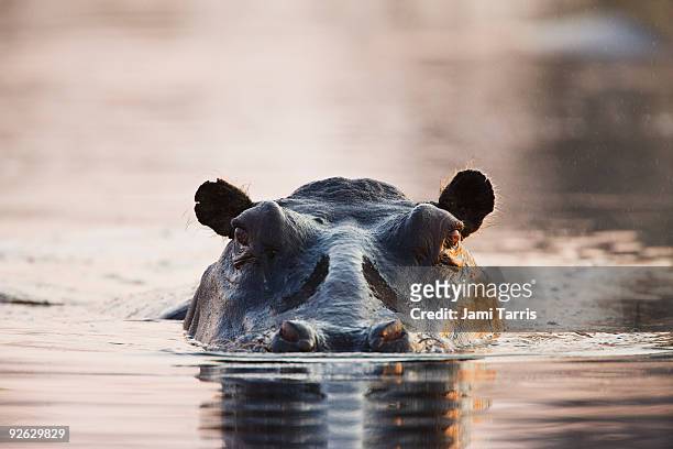 close up of hippo at water level, sunset - hipopotamo imagens e fotografias de stock