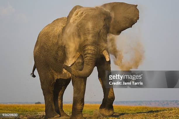 african elephant dusting  - mudbath stock pictures, royalty-free photos & images